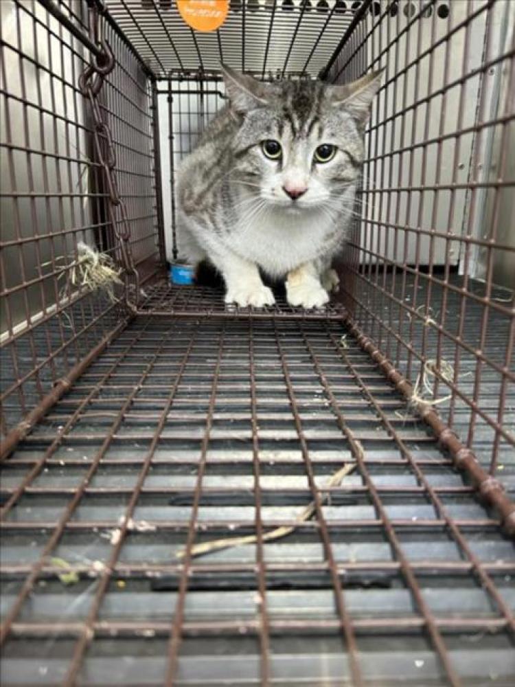 Shelter Stray Male Cat last seen Near BLOCK S CONGRESS AVE, Austin, TX 78702