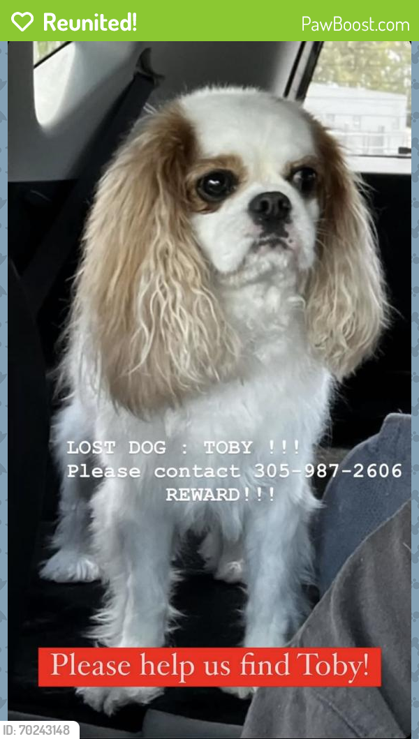 Reunited Male Dog last seen Little Habana, Miami, FL 33130