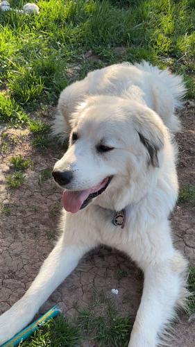Lost Female Dog last seen Sara’s table, Duluth, MN 55812