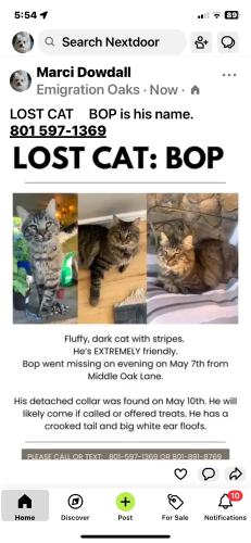 Lost Male Cat last seen Emigration Oaks  Middle Oak Lane, Salt Lake City, UT 84108