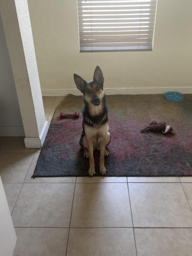 Lost Female Dog last seen Orange St between Highland Ave and Lake St in Clearwater, Clearwater, FL 33756
