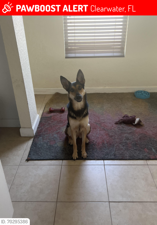 Lost Female Dog last seen Orange St between Highland Ave and Lake St in Clearwater, Clearwater, FL 33756