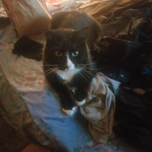 Lost Male Cat last seen Near w 11th st #6 Medford oregon , Medford, OR 97501