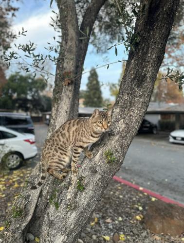 Lost Male Cat last seen Jones Rd, Walnut Creek, CA 94597