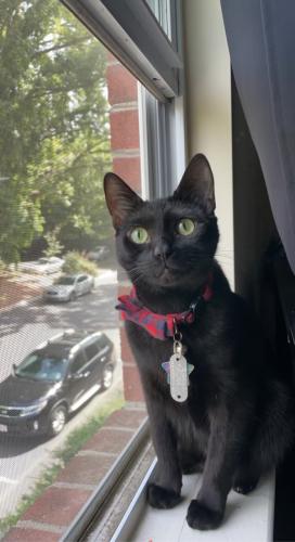 Lost Female Cat last seen Cloverdale st, High Point, NC 27260