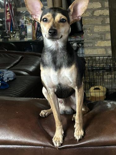 Lost Male Dog last seen camellia ave and mistletoe rd , Pasadena, TX 77505