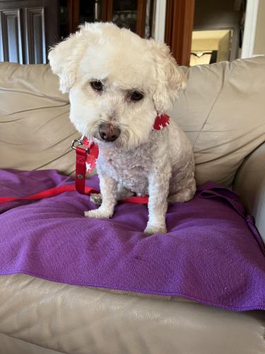 Lost Male Dog last seen 93rd street and Wadsworth, Los Angeles, CA 90002