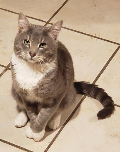 Lost Male Cat last seen NE Worden Hill Rd & SW Red Hills Dr, Dundee, OR 97115