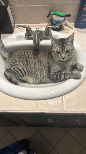 Lost Female Cat last seen Willow flower way and Tuwa road, Tomball, TX 77375