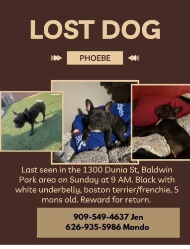 Lost Female Dog last seen Dunia st and Center Ave, Baldwin Park, CA 91706