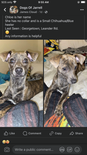 Lost Female Dog last seen Near leander rd georgetown tx, Georgetown, TX 78628