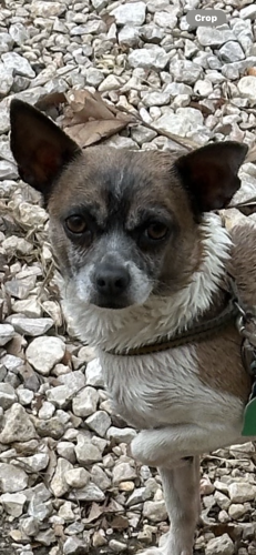 Lost Male Dog last seen Quail ridge dr, Kyle, TX 78640