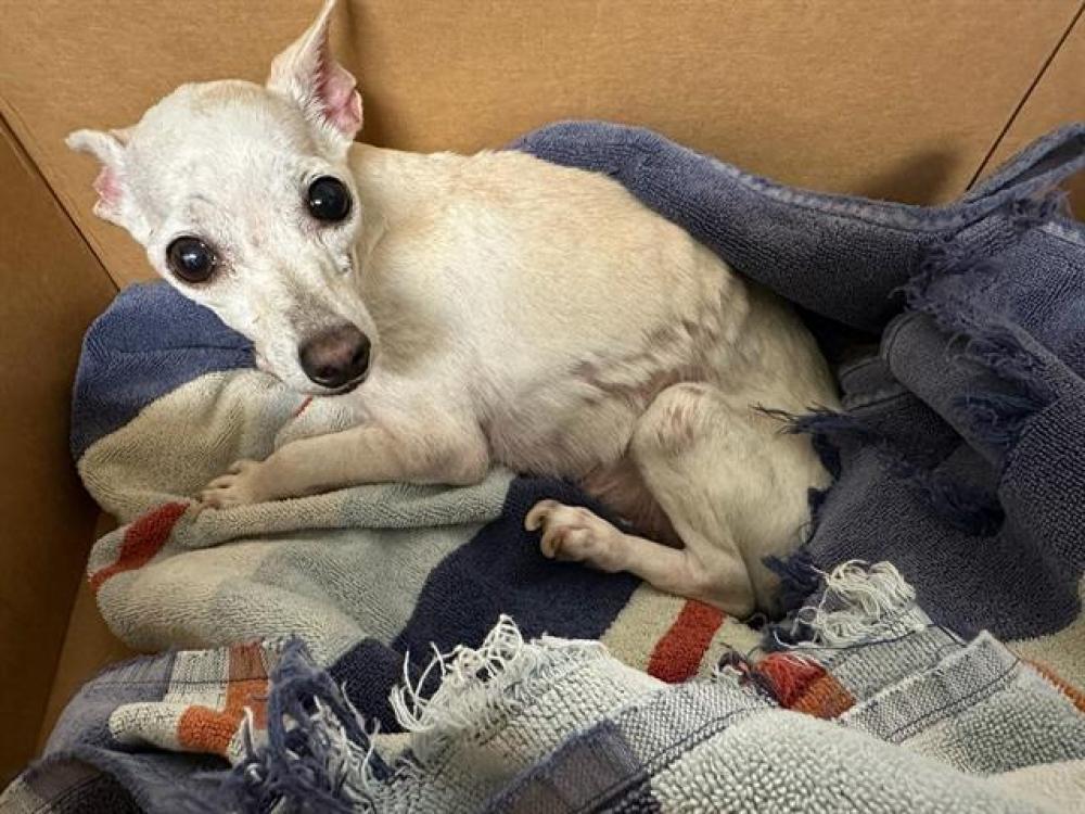 Shelter Stray Female Dog last seen S HALEY ST, BAKERSFIELD CA 93307, Bakersfield, CA 93308