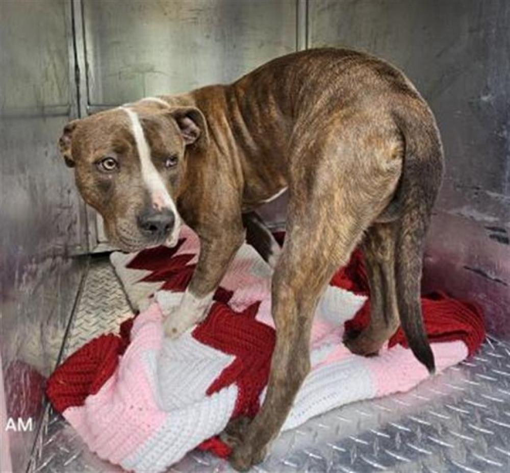 Shelter Stray Male Dog last seen Near BLOCK WOODMONT, DETROIT, MI 48227, Detroit, MI 48211