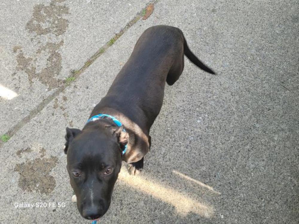 Shelter Stray Male Dog last seen Near BLOCK FORRER ST, DETROIT, MI 48235, Detroit, MI 48211