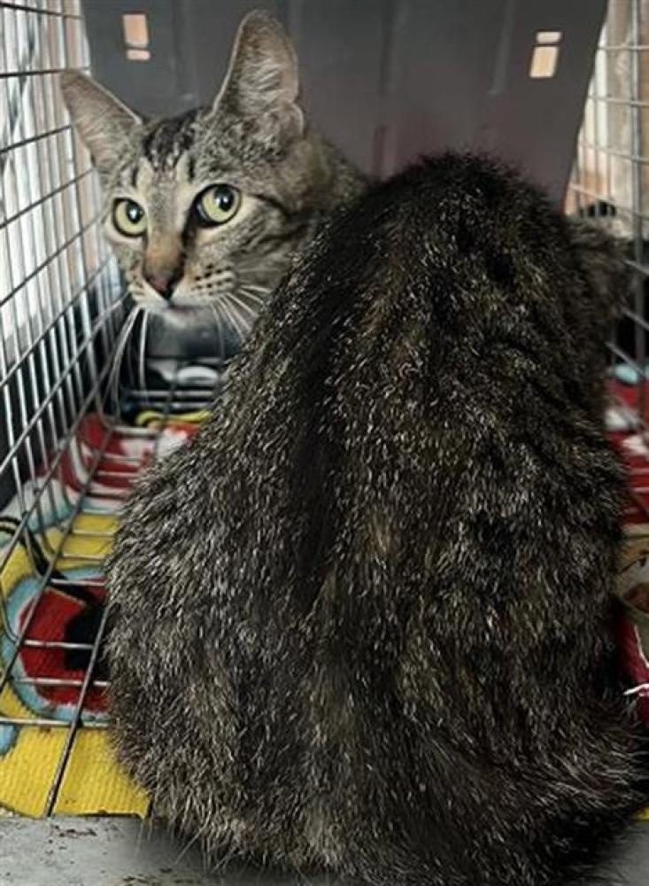 Shelter Stray Female Cat last seen Near BLOCK NW 25 ST, SUNRISE FL 33313, Davie, FL 33312