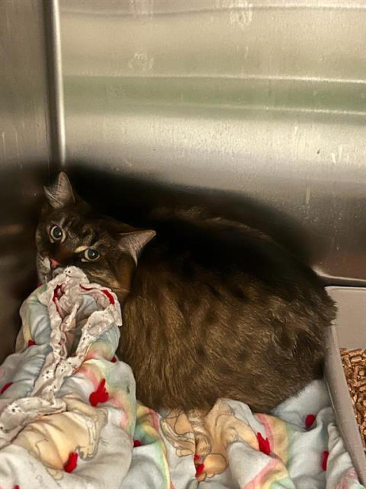Shelter Stray Female Cat last seen Near BLOCK W THORNHILL DR, TAYLORSVILLE UT 84123, West Valley City, UT 84120