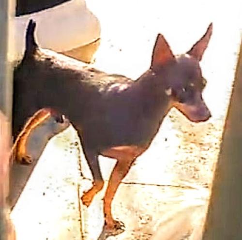 Lost Male Dog last seen Marshall, Carrier , Grand Prairie, TX 75051