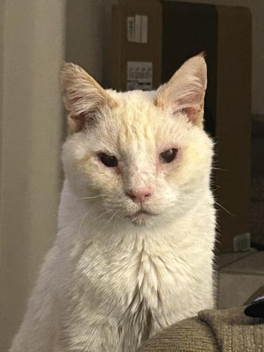 Lost Male Cat last seen Fort Apache / Warm Springs, Las Vegas, NV 89148