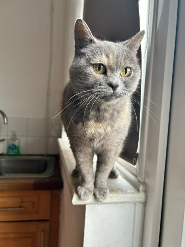 Lost Female Cat last seen Near Douglas Road Leigh WN7 5HG , Greater Manchester, England WN7 5HG