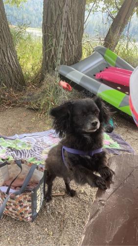 Lost Male Dog last seen Walnut and jackson by safeway, Spokane, WA 99205