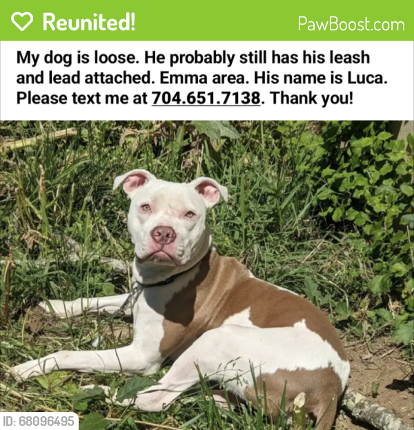 Reunited Male Dog last seen N. Louisiana Ave. and Emma Rd. , Buncombe County, NC 28806