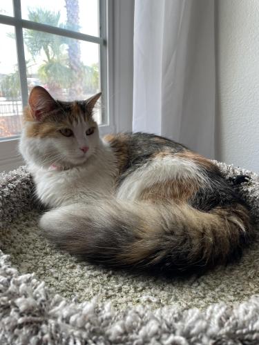 Lost Female Cat last seen Peace Way and Buffalo , Spring Valley, NV 89147