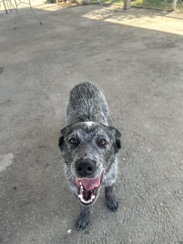 Found/Stray Female Dog last seen Bengston Ave and Mary Jane Ave, Bakersfield, CA 93307
