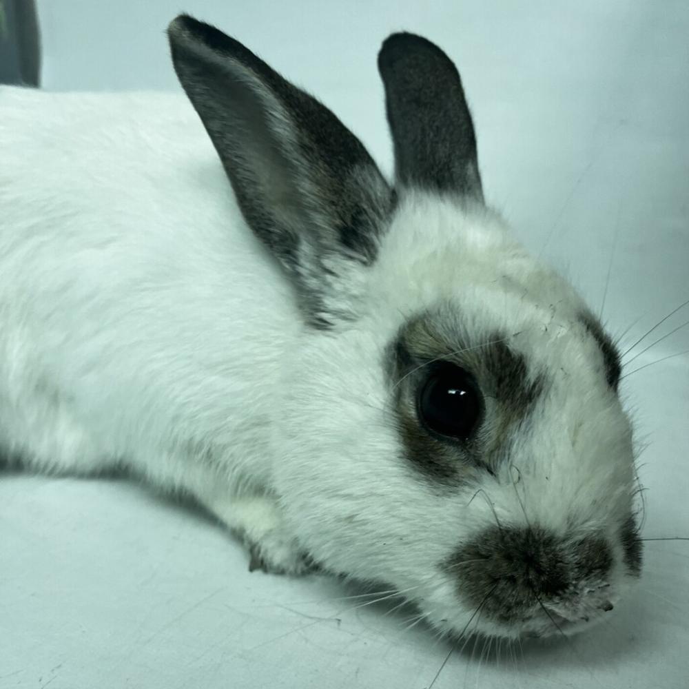 Shelter Stray Male Rabbit last seen Meadow Lake Drive, WOODHAVEN, NY, 11421, New York, NY 11208