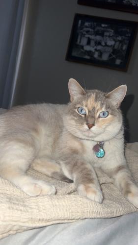 Lost Female Cat last seen Andrews Hwy & 86th st, Odessa, TX 79765