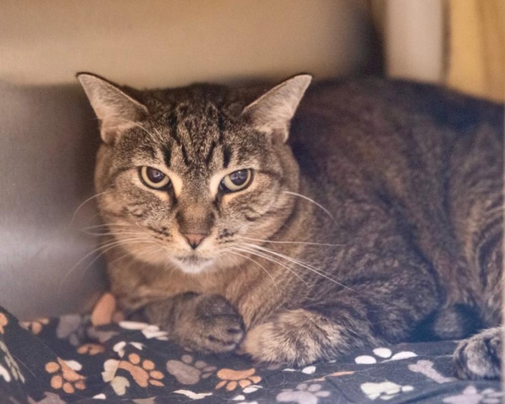 Shelter Stray Female Cat last seen COLORADO & EL MOLINA, Pasadena, CA 91105