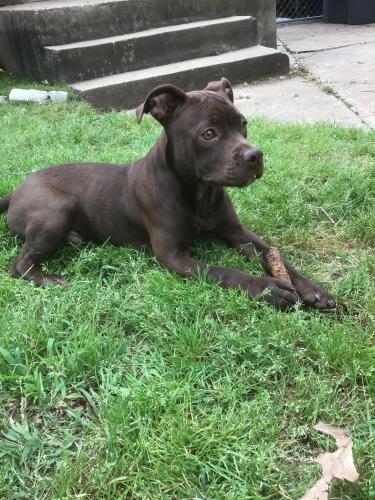 Found/Stray Male Dog last seen 13th and Joplin, Tulsa, OK 74112
