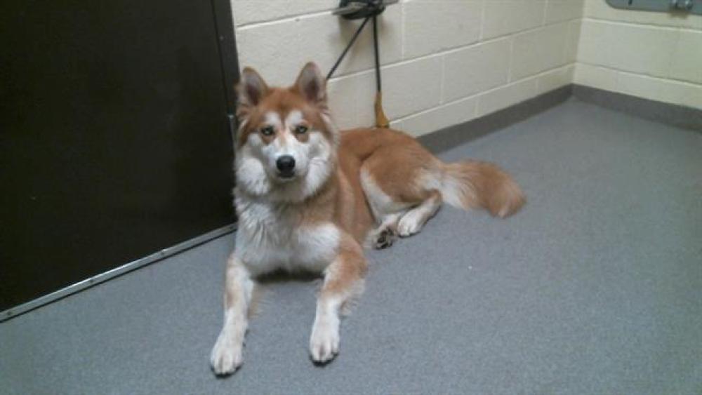 Shelter Stray Male Dog last seen Near BLOCK CHERRY CREEK DR, DENVER, CO 80246, Denver, CO 80223