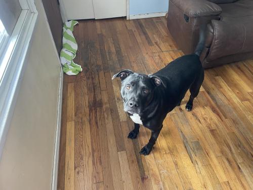 Lost Male Dog last seen 192nd SE DIVISION , Portland, OR 97216
