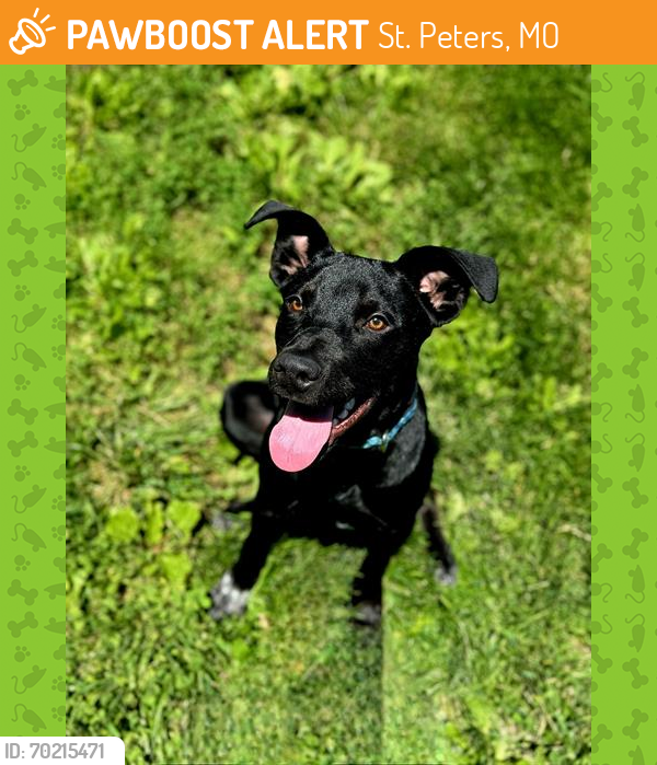 Shelter Stray Male Dog last seen OFALLON, St. Peters, MO 63376