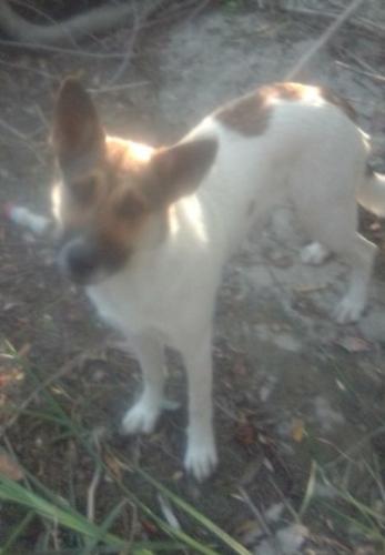 Lost Female Dog last seen Kaiser Hospital Willard st. Roscoe blvd Panorama city , Los Angeles, CA 91605