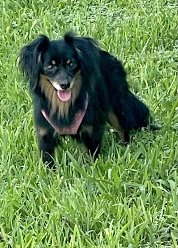 Lost Female Dog last seen Ravendale and Briar Creek, Dallas, TX 75214
