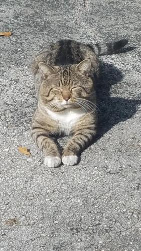Lost Male Cat last seen 43rd street and 20th ave Oakland park, Fort Lauderdale, FL 33308