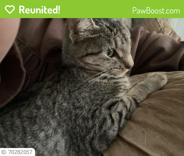 Reunited Female Cat last seen St Charles rd , Villa Park, IL 60181