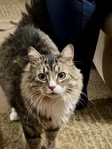 Lost Male Cat last seen Mack Long Road and Roy Road, Gilmer County, GA 30536