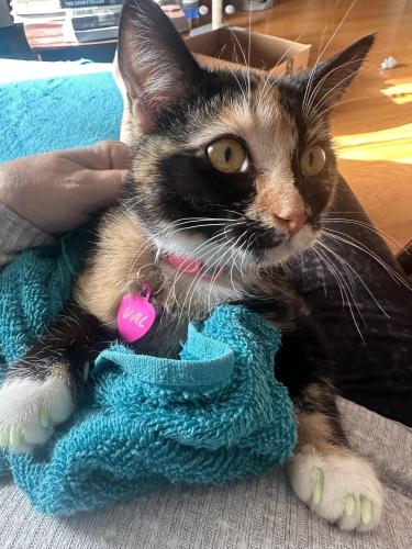 Lost Female Cat last seen 45th and Oliver, Wichita, KS 67220