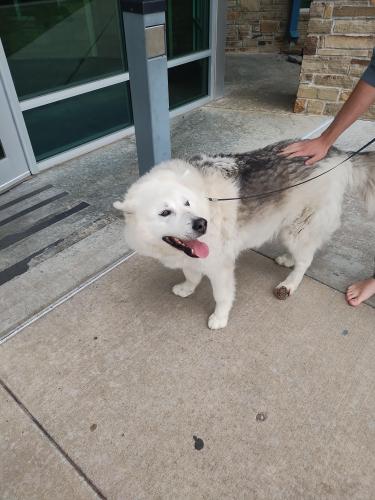 Found/Stray Male Dog last seen 5th and Atlanta , Tulsa, OK 74105