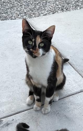 Lost Female Cat last seen Near Roycroft Ave and 15th St, Long Beach, CA 90804