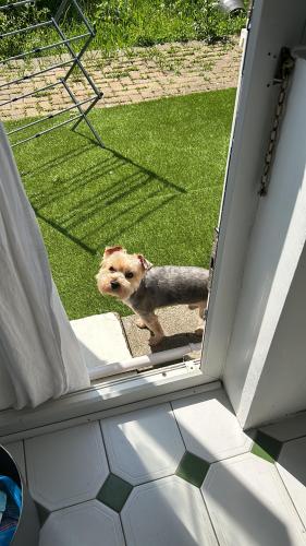 Lost Male Dog last seen Grove park, Greater London, England BR1 5DR