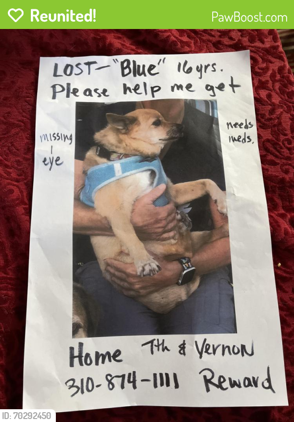 Reunited Male Dog last seen 7th Ave & Vernon Ct, Los Angeles, CA 90291, USA, Los Angeles, CA 90291