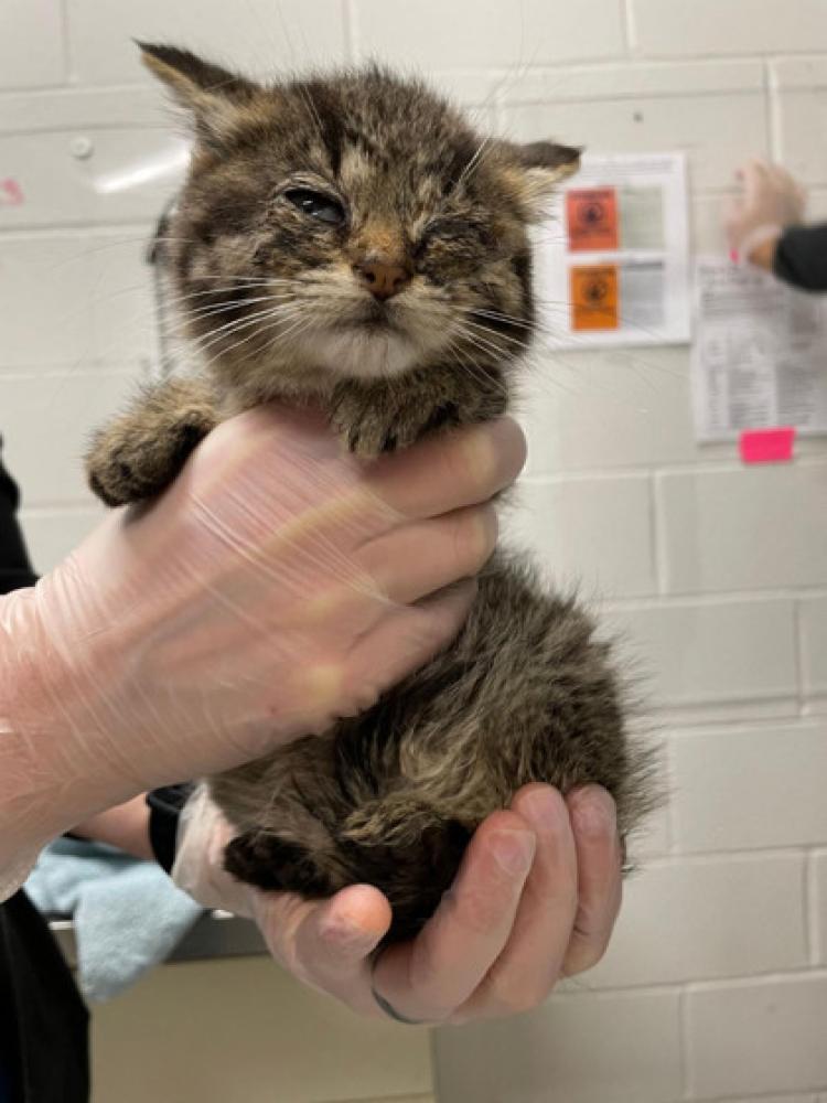 Shelter Stray Female Cat last seen Near S Bruce St, 21223, MD, Baltimore, MD 21230