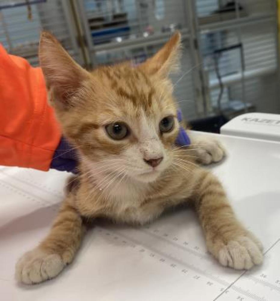 Shelter Stray Male Cat last seen San Antonio, TX , San Antonio, TX 78229
