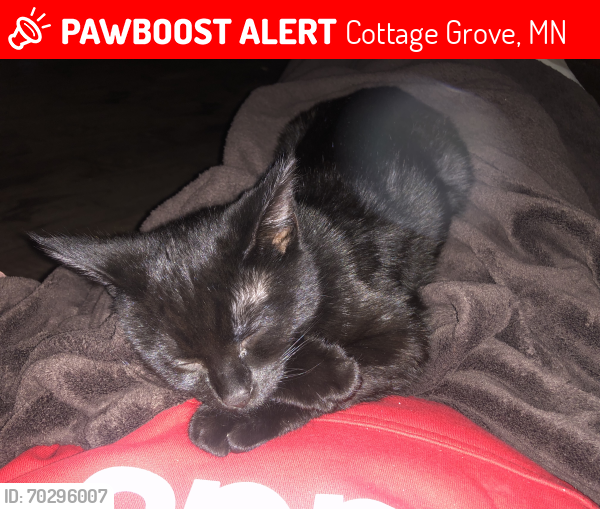 Lost Male Cat last seen Nearest landmark- ALDI, Cottage Grove, MN 55016