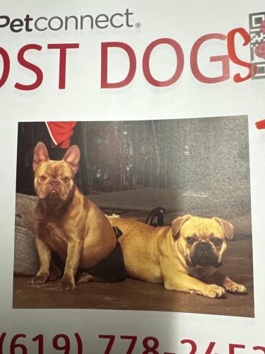 Lost Male Dog last seen Broadway, Chula Vista, CA 91911