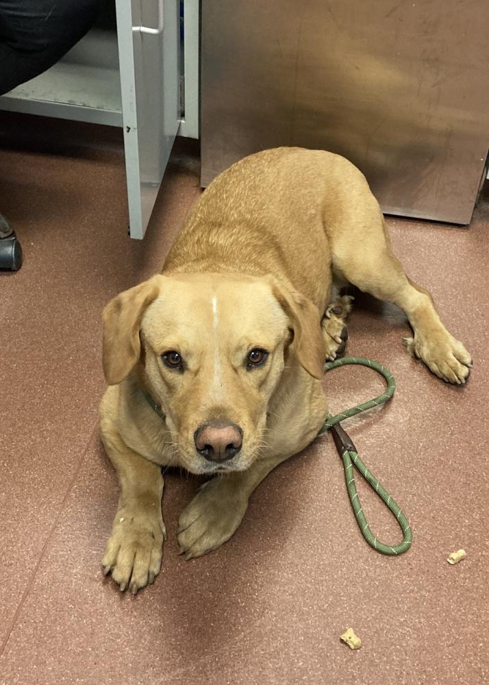 Shelter Stray Male Dog last seen Washington Avenue, SAN LEANDRO, CA, 94578, Oakland, CA 94621
